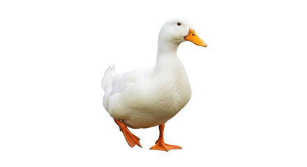 Isolated domestic pekin duck standing with orange webbed feet, natural daylight, waterfowl