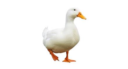 Fototapeten Peking Isolated domestic pekin duck standing with orange webbed feet, natural daylight, waterfowl  © Emil
