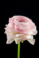 Full blooming of pink rose in Japan in autumn