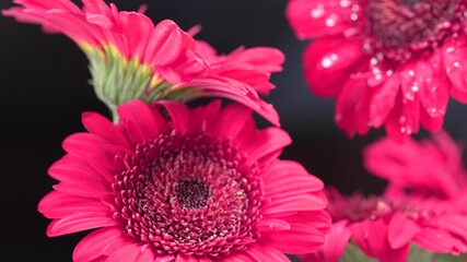 Close-up macro of heavy raindrops landing on pink gerbera flowers. Fresh, wet petals and vibrant color in soft natural lighting. Slow motion. - Powered by Adobe