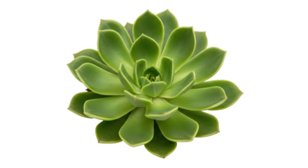 Isolated succulent plant, green rosette of leaves, echeveria elegans, healthy ornamental plant