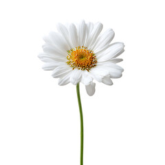 Closeup of a white daisy flower isolated on transparent background, showcasing its delicate petals and vibrant yellow center