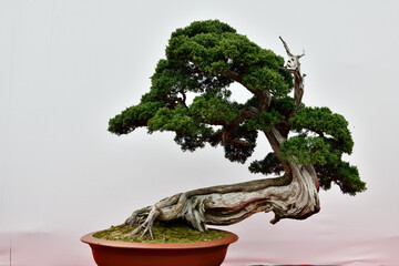 Chongqing, China: Premium Bonsai Exhibition.