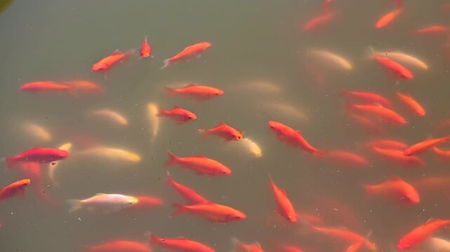 Colorful koi carp swimming gracefully in a pond.