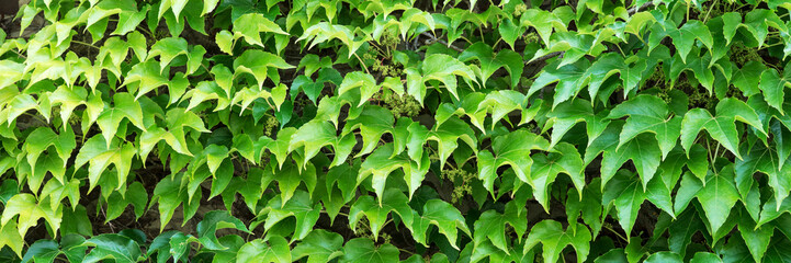Panoramic image. Wild vine on the house wall