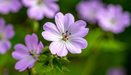 Fototapeta premium Close-up of delicate purple flowers