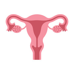 Female Reproductive System Vector Illustration in Pink – Modern Anatomy Icon, Human Internal Organs, Trendy Design for Medical, Educational, and Print Use