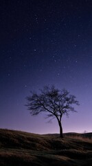 Silhouetted tree, starry night