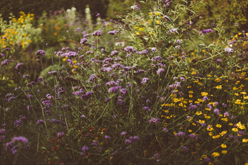 Letni ogród © Edyta