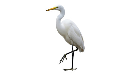 Isolated Great Egret standing on one leg, elegant bird on display, nature stock photo