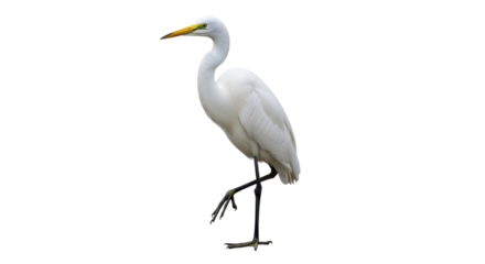 Isolated Great Egret standing on one leg, elegant bird on display, nature stock photo
