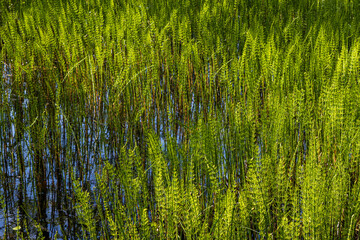 Thickets of horsetail in a swampy area. Horsetail (Equisetum) growing in water in a swamp. Beautiful natural background for design.