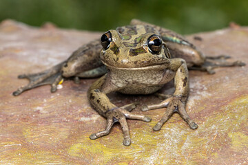 Close up of West Australian Motorbike Frog