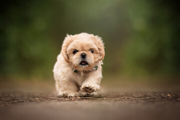 Cream Shih Tzu puppy in a tiny bow tie with a happy face exploring the world on his first walk