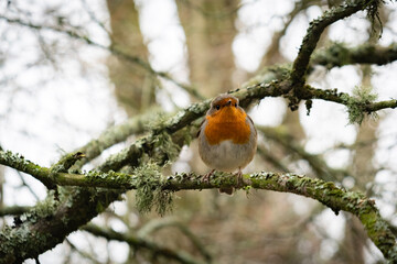 robin on branch