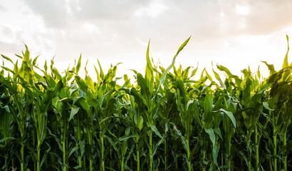 Green corn plants growing in the field under summer sunset sky