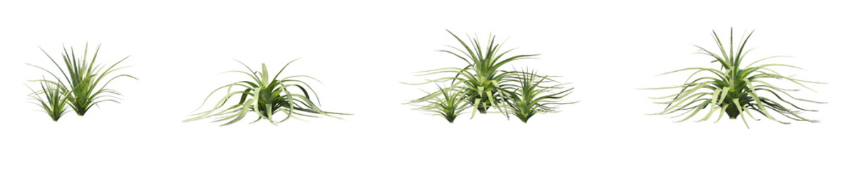 Cut out desert plants collection on transparent backgrounds. High quality 3d rendering. png format	