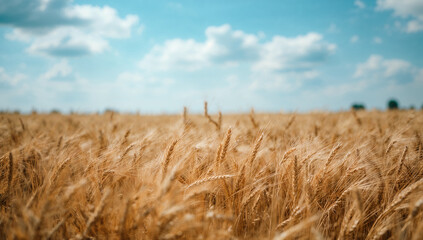 小麦のテクスチャを面で捉え背景用途に最適化したミニマル設計が商品合成にも耐える堅牢な商用ベースの農景コンテンツ.生成AI