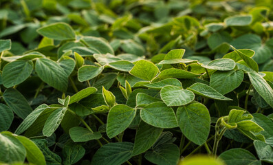 Close detail of green soybean leaves in agricultural farmland