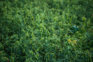 Green pea plants growing in agricultural field in summer season