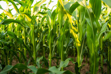 Obraz premium Fresh green corn field with sunlight shining through leaves