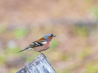 Common chaffinch, Fringilla coelebs, sits on a tree. Common chaffinch in wildlife.