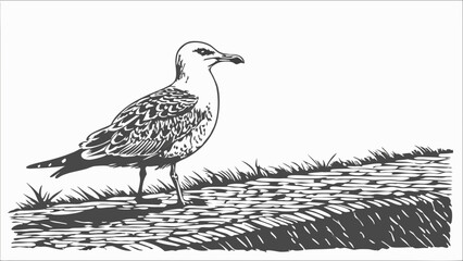 Obraz premium Seagull perched on a stone surface black and white illustration bird wildlife drawing nature art.