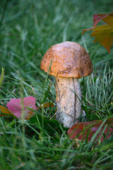 mushroom, forest, autumn, fungus, boletus, green, fungi, mushrooms, grass, season