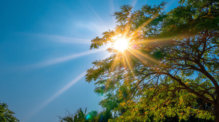 Obraz premium Bright sunlight shines through green tree branches against a clear blue sky, creating natural sun rays and a vibrant, warm outdoor atmosphere