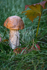 mushroom, green, forest, autumn, boletus, nature, fungus, food, macro, summer, fungi, mushrooms