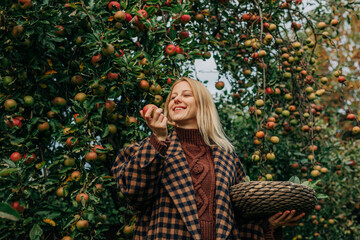 young European woman in a stylish vintage brown wool coat reaches up to pick a ripe apple from a tree