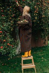 young European woman in a vintage brown wool coat stands on a wooden ladder, carefully picking ripe apples from an autumn tree