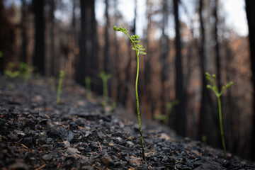 New growth sprouts after 