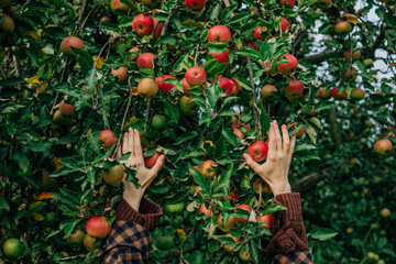 young European woman in a stylish vintage brown wool coat reaches up to pick a ripe apple from a tree