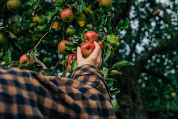 young European woman in a stylish vintage brown wool coat reaches up to pick a ripe apple from a tree