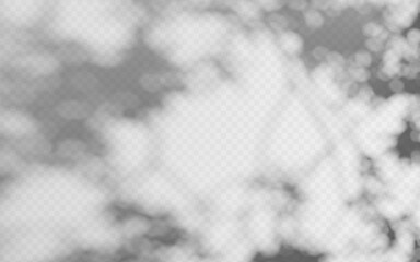 Abstract shadow overlay from foliage on a transparent background.