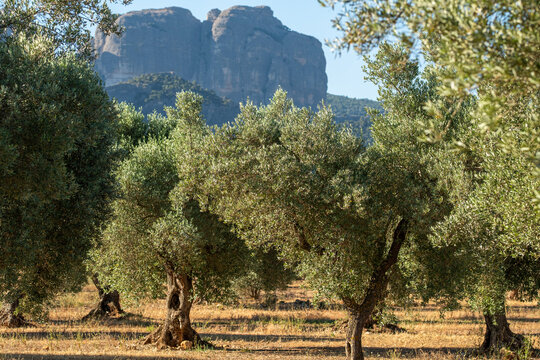 Expansive olive grove with rows of trees stretching into horizon in Terra Alta countryside near Horta de San Juan Catalonia Spain symbol of Mediterranean agricultural heritage