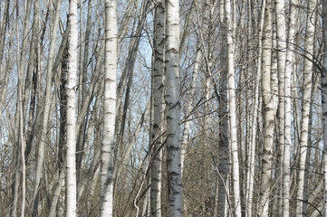 forest background, in the photo white birch trunks and blue sky