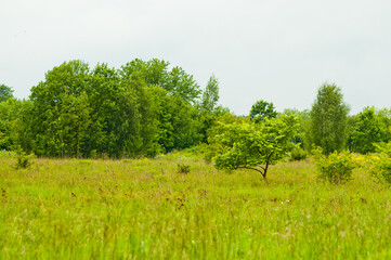 green summer meadow and flowers against the background of gray sky and trees