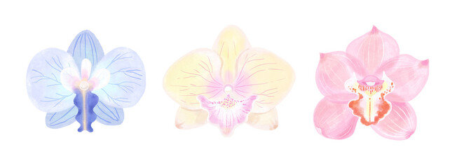 Hand Drawn Soft Pastel Watercolor Orchid Illustration