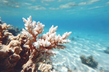 Fototapeta premium White coral branch in shallow turquoise water