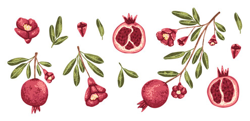 Set of pomegranate branch, fruit and flowers in hand drawn flat style with trendy noise texture