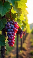 Sunlight streams through leaves onto ripe bunches of grapes hanging heavy on the vine, ready for harvest A picturesque autumn scene of a bountiful vineyard , vineyard landscape, grapes