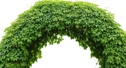 Lush green archway covered in dense foliage creating a natural garden entrance isolated on transparent background