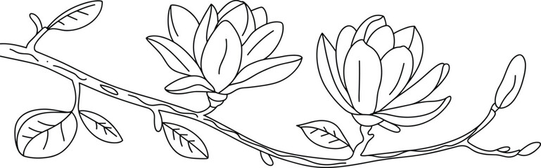 Magnolia flower branch line drawing, floral outline art, hand-drawn botanical illustration, black and white sketch, spring blossom decor, nature floral vector.