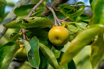 夏の日差しを浴びた柿の青い実と緑の葉