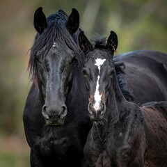 Obraz premium Black horses, close-up, mother and foal