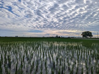 Scenery in Sekinchan, Malaysia with stormy clouds  above rice fields