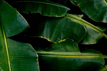 rain drops on green banana leaf texture, dark nature background