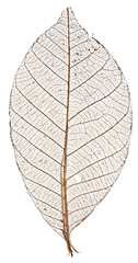 Obraz premium Skeleton Leaf Isolated on White Background